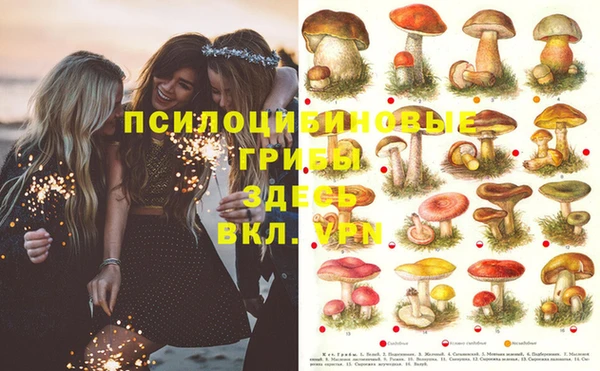 стаф Кукмор
